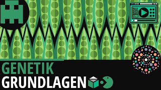 Genetik Grundlagen │Biologie Lernvideo Learning Level Up [upl. by Frum]