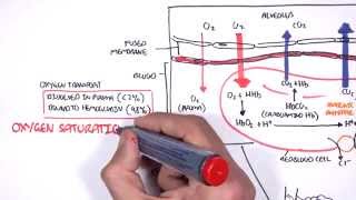 Respiration Gas Exchange [upl. by Airam]