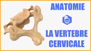 ANATOMIE  LA VERTEBRE CERVICALE TYPE [upl. by Morgen356]