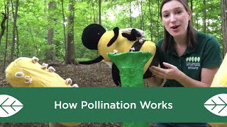 How Pollination Works [upl. by Nanda]