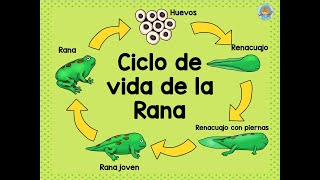 CICLO DE VIDA DE LA RANA  NIVEL INICIAL [upl. by Jarvis]