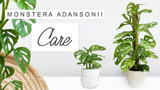 Monstera Adansonii Complete Care Guide 🌿 Tips  Tricks Propagation  ALL YOU NEED TO KNOW 🌱 [upl. by Larrie]