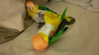 4 year old White Bellied Caique Parrots [upl. by Ahsenyt539]