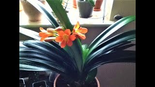 Clivia MiniataCare Tips [upl. by Anawat]