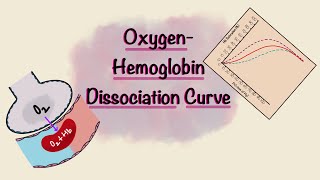 Oxygen Hemoglobin Dissociation Curve  Oxygen transport  Gas Exchange  Respiratory Physiology [upl. by Dusty]