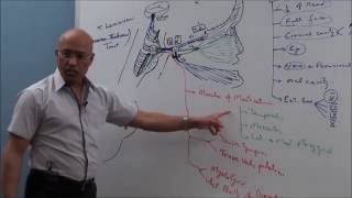 Trigeminal System  Neuroanatomy [upl. by Kovar]