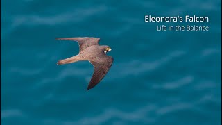 Eleonoras Falcon  Life in the Balance [upl. by Sylas]