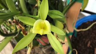 Pollinating Vanilla planifolia by hand [upl. by Ardek]