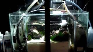 DIY Sump Refugium Setup Part 1 of 4 [upl. by Sublett]