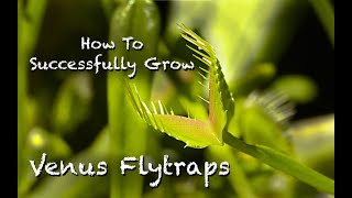 How To Successfully Grow Venus Flytraps [upl. by Garrard]