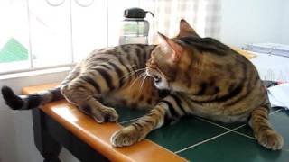 Bengal cat chattering at bird [upl. by Laon90]