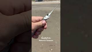 Needlefish Nature’s Scissors [upl. by Vaish]