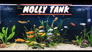 125 Gallon Molly Aquarium  Sailfin Mollies amp Swordtails UPDATE [upl. by Witt708]