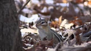 Cute Calling Eastern Chipmunk [upl. by Tnilk]