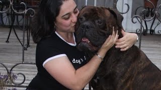 TWO BULLMASTIFF ONE HEARTWARMING STORY [upl. by Phyllis827]