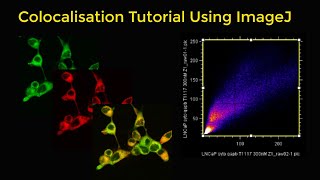 Colocalisation tutorial using ImageJ [upl. by Hayashi]