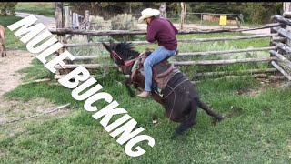 MULE BUCKS ME OFF Mule Ranching Vlog 1 [upl. by Cam]