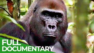 Gorillas The Gentle Giants  Free Documentary Nature [upl. by Eatnoid]