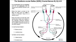 Vestibuloocular Reflex VOR  Structure amp Physiology [upl. by Inavoig]