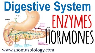 Digestive enzymes and hormones [upl. by Sternlight]