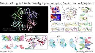 Structural insights into plant bluelight photoreceptor Cryptochrome 2 Shabek Lab  UC Davis [upl. by Chassin932]