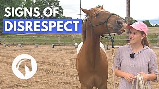 SIGNS A HORSE DOESN’T RESPECT YOU  Horse Behavior Guide [upl. by Hairam]