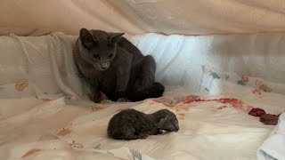 Katzengeburt Kedi Doğumu cat birth [upl. by Aible]