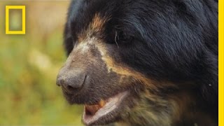 Saving South America’s Only Bear Species  National Geographic [upl. by Niklaus704]