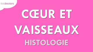 Le système cardiovasculaire  Histologie [upl. by Adlitam]