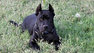 Cane corso pitbull mix [upl. by Deedahs]