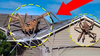 Real Giant Spiders Caught On Camera amp Spotted In Real Life [upl. by Aizat]