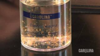 How to Care for Daphnia [upl. by Ameg]