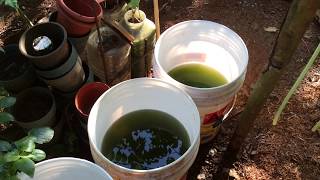 How to grow Green Water Algae [upl. by Earej]