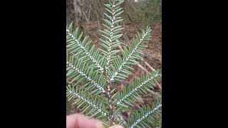 How to Treat Hemlocks for Hemlock Woolly Adelgid [upl. by Backer]