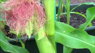 How to pollinate corn [upl. by Ruel]