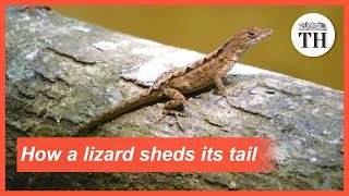 How does a lizard lose its tail [upl. by Gwennie404]