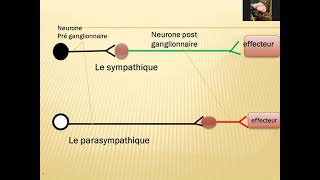 le système nerveux végétatif [upl. by Chlo804]