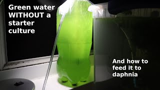 Green Water WITHOUT a Starter Culture  From Scratch  How To [upl. by Diannne362]