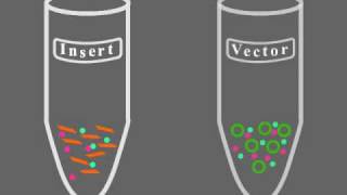 Key Steps of Molecular Cloning [upl. by Harrison814]