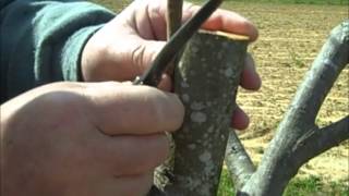 Pecan Inlay Grafting Technique [upl. by Decamp]