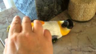 Crazy Caique Parrot Hopping Wrestling Talking [upl. by Anya]