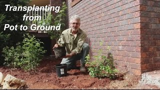 How to Transplant Plants from Pot to Ground [upl. by Serene]