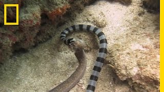 Watch Sea Snake Swallows Eel Whole  National Geographic [upl. by Aianat]