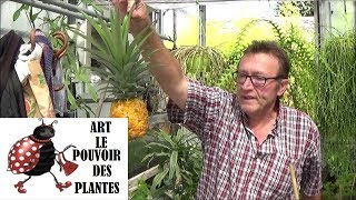 Tuto jardinage On mange lananas [upl. by Yelkcub231]