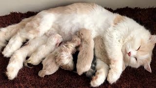 Cat Giving Birth Cat Gives Birth To 6 Kittens  Part 2 [upl. by Adlemy364]