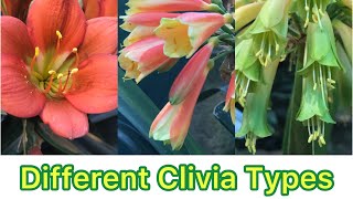 Types of Clivias [upl. by Persis463]