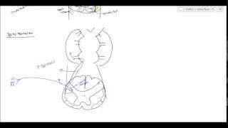 Neuroanatomy  Spinocerebellar Tract USMLE [upl. by Notluf]