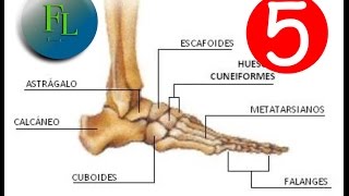 Anatomía huesos del pie [upl. by Ardnuasal]