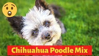 Interesting and Shocking Facts about the Chihuahua Poodle Mix [upl. by Leihcar]