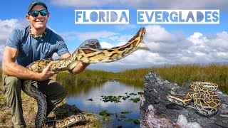 Catching Invasive Pythons in the Florida Everglades [upl. by Naiditch274]